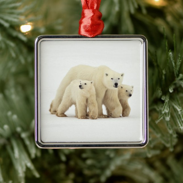 Niedliche Kleintiere | Polar Bear Family Ornament Aus Metall (Baum)