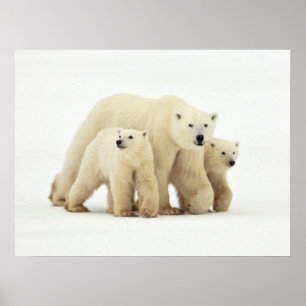 Niedliche Kleintiere   Polar Bear Family Poster