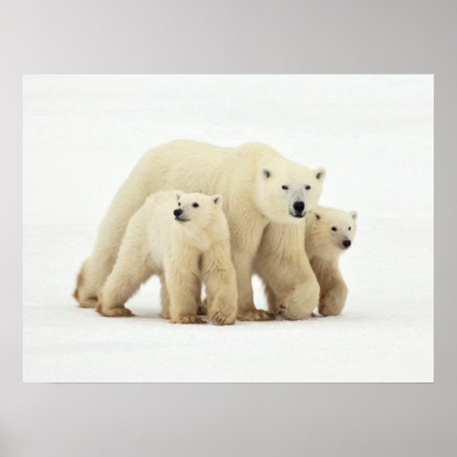 Niedliche Kleintiere | Polar Bear Family Poster (Vorne)