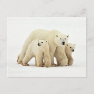 Niedliche Kleintiere   Polar Bear Family Postkarte