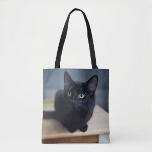 Niedliche Kleintiere   Portrait einer Schwarzen Ka