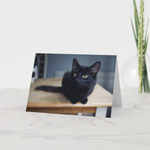 Niedliche Kleintiere   Portrait einer Schwarzen Ka Karte