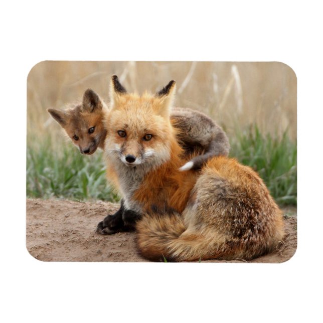 Niedliche Kleintiere | Red Fox & Baby Magnet (Horizontal)