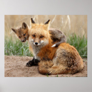 Niedliche Kleintiere   Red Fox & Baby Poster