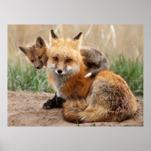 Niedliche Kleintiere | Red Fox & Baby Poster (Vorne)