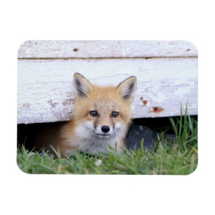 Niedliche Kleintiere   Red Fox Kit Peeking Magnet