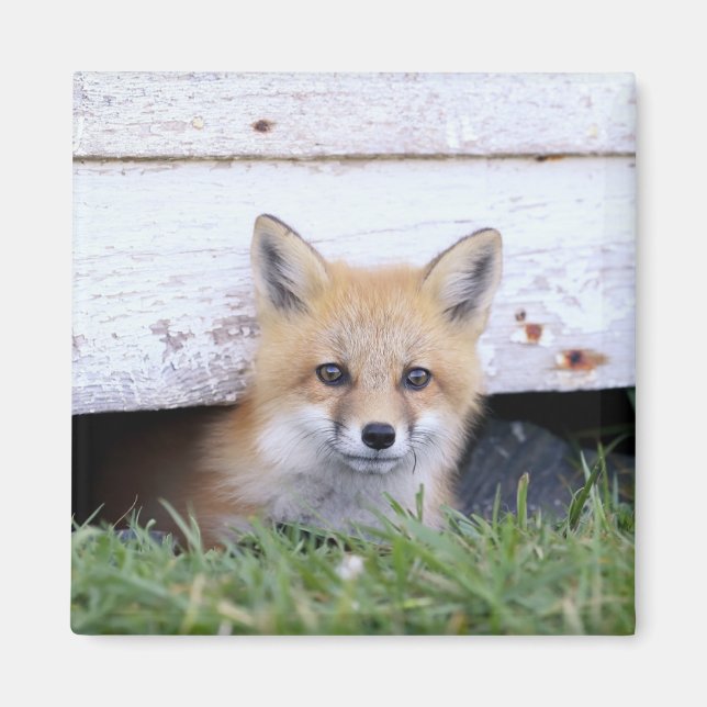 Niedliche Kleintiere | Red Fox Kit Peeking Magnet (Vorne)