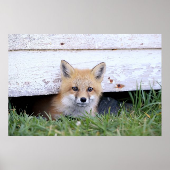 Niedliche Kleintiere | Red Fox Kit Peeking Poster (Vorne)