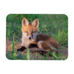 Niedliche Kleintiere   Red Fox Kit Relaxen Magnet