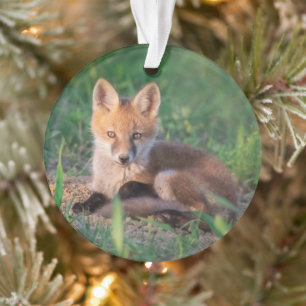 Niedliche Kleintiere   Red Fox Kit Relaxen Ornament