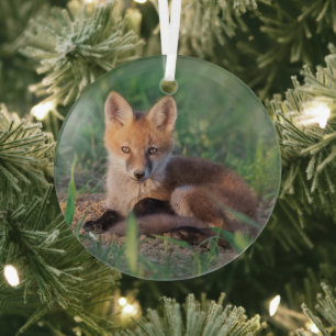 Niedliche Kleintiere   Red Fox Kit Relaxen Ornament Aus Glas