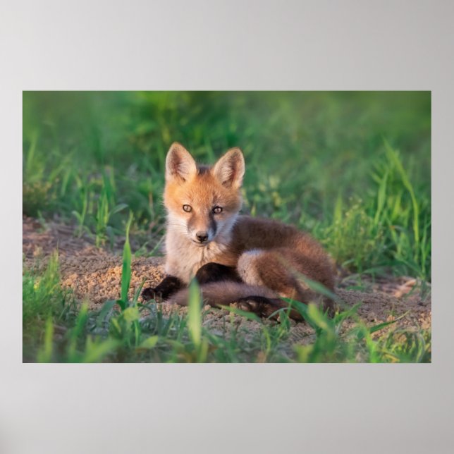 Niedliche Kleintiere | Red Fox Kit Relaxen Poster (Vorne)