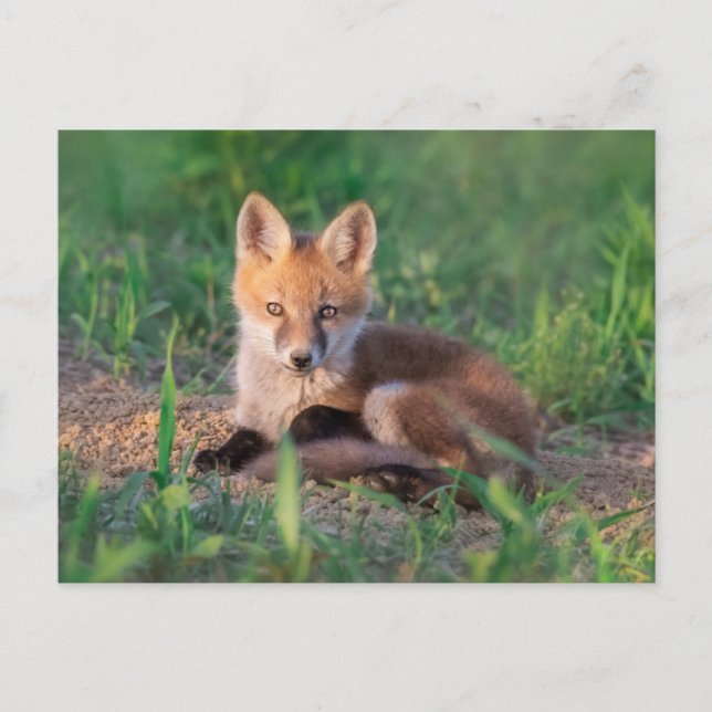 Niedliche Kleintiere | Red Fox Kit Relaxen Postkarte (Vorderseite)
