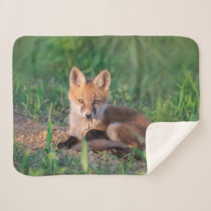 Niedliche Kleintiere   Red Fox Kit Relaxen Sherpadecke