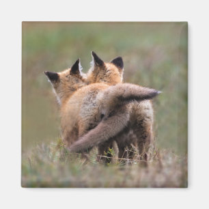 Niedliche Kleintiere Red Fox Kits Locking Schwan Magnet