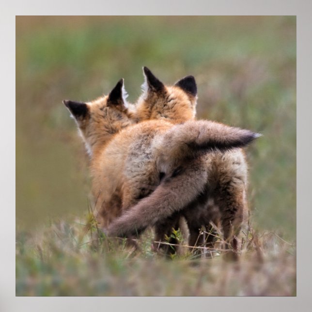 Niedliche Kleintiere | Red Fox Kits Locking Schwan Poster (Vorne)