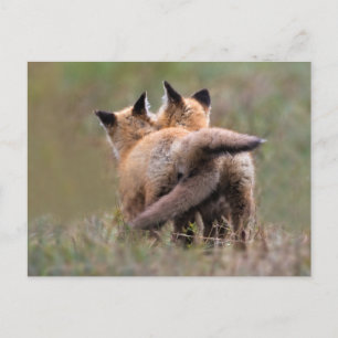 Niedliche Kleintiere Red Fox Kits Locking Schwan Postkarte