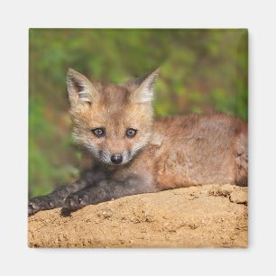 Niedliche Kleintiere   Red Fox Pup Magnet