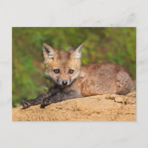 Niedliche Kleintiere Red Fox Pup Postkarte