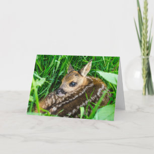 Niedliche Kleintiere   Roe Deer Baby Karte