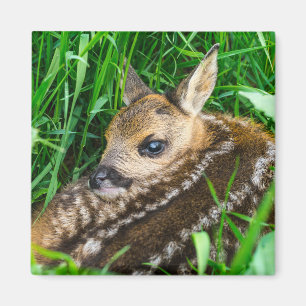 Niedliche Kleintiere Roe Deer Baby Magnet