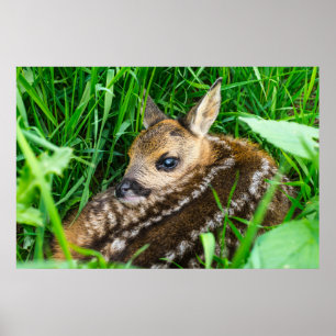 Niedliche Kleintiere   Roe Deer Baby Poster