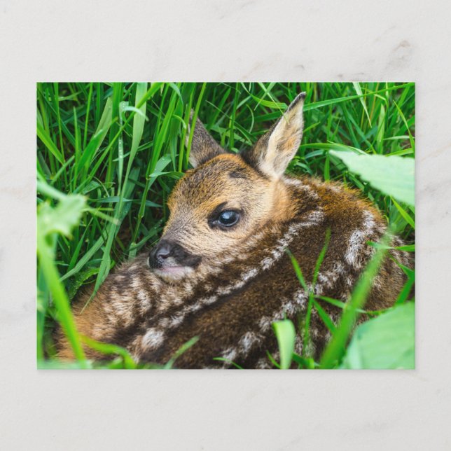 Niedliche Kleintiere | Roe Deer Baby Postkarte (Vorderseite)