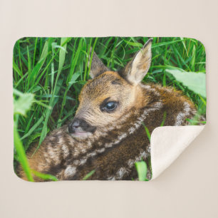 Niedliche Kleintiere   Roe Deer Baby Sherpadecke