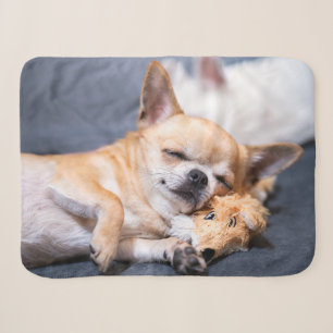 Niedliche Kleintiere   Rothaariger Chihuahua-Hund Sherpadecke