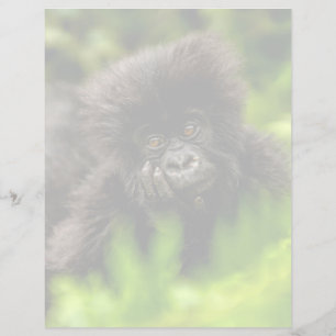 Niedliche Kleintiere   Säugling Gorilla