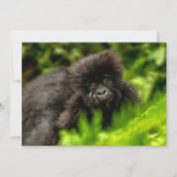 Niedliche Kleintiere | Säugling Gorilla