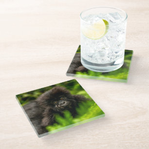 Niedliche Kleintiere   Säugling Gorilla Glasuntersetzer