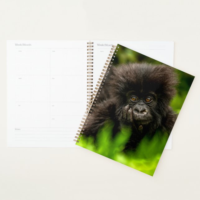 Niedliche Kleintiere | Säugling Gorilla Planer (Anzeige)