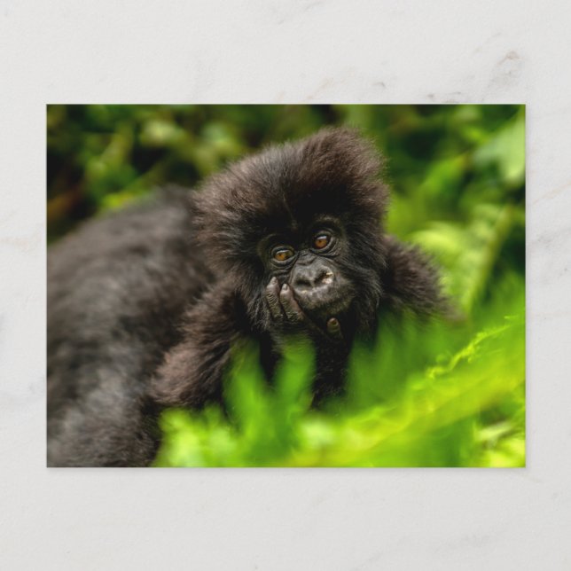 Niedliche Kleintiere | Säugling Gorilla Postkarte (Vorderseite)
