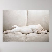 Niedliche Kleintiere | Schläfengelbes Labrador-Wel
