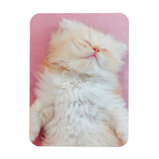 Niedliche Kleintiere | Schönes Kittenschlafen Magnet (Vertikal)