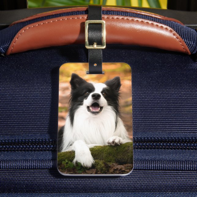 Niedliche Kleintiere | Schwarz-Weiß-Border-Collie Gepäckanhänger (Vorderseite Insitu 2)