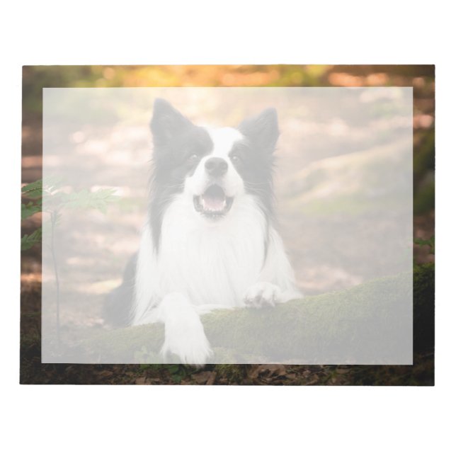Niedliche Kleintiere | Schwarz-Weiß-Border-Collie Notizblock (Vorderseite)
