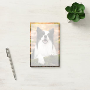 Niedliche Kleintiere   Schwarz-Weiß-Border-Collie Post-it Klebezettel