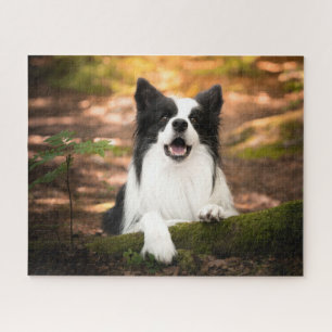Niedliche Kleintiere   Schwarz-Weiß-Border-Collie Puzzle