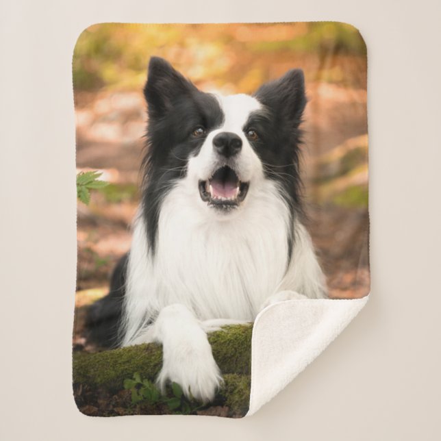 Niedliche Kleintiere | Schwarz-Weiß-Border-Collie Sherpadecke (Vorderseite)
