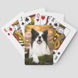 Niedliche Kleintiere Schwarz-Weiß-Border-Collie Spielkarten
