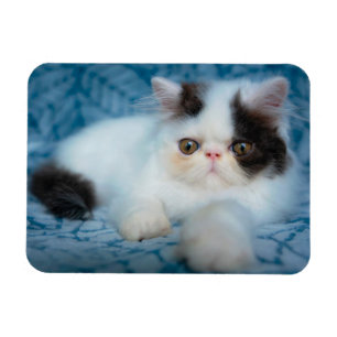 Niedliche Kleintiere   Schwarze und weiße Kätzchen Magnet