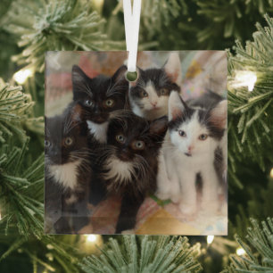 Niedliche Kleintiere Schwarze und weiße Kätzchen Ornament Aus Glas