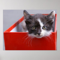 Niedliche Kleintiere | Schwarze und weiße Kätzchen