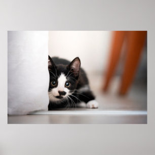 Niedliche Kleintiere Schwarze und weiße Kätzchen Poster
