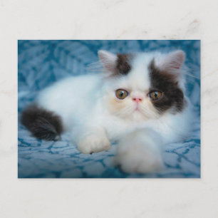 Niedliche Kleintiere   Schwarze und weiße Kätzchen Postkarte