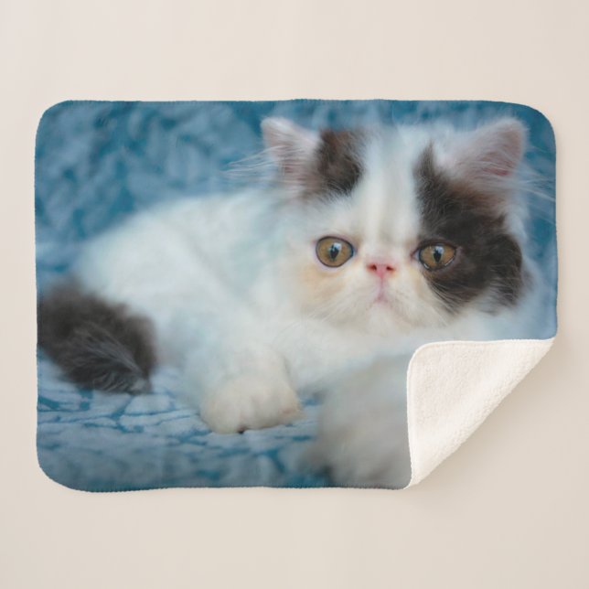 Niedliche Kleintiere | Schwarze und weiße Kätzchen Sherpadecke (Vorderseite (Horizontal))