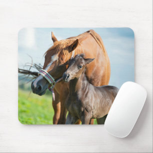 Niedliche Kleintiere   Schwarzer Fohlen mit Mama Mousepad