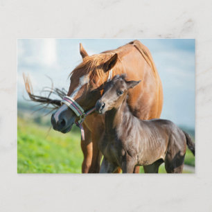 Niedliche Kleintiere   Schwarzer Fohlen mit Mama Postkarte